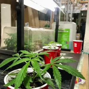 Clonación y Esquejes