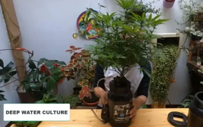 Cosecha, Secado y Pesado mini DWC