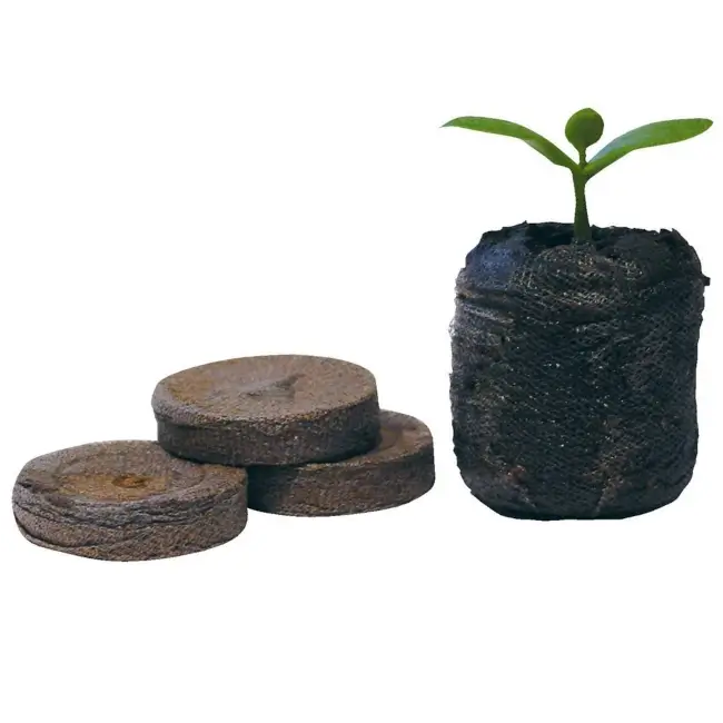 Claro de Luna - Imagen 2