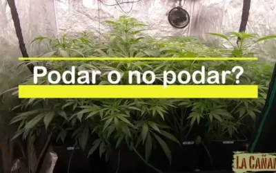 Podar o no podar?