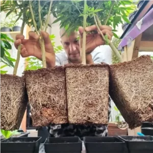 La Cañamera La Cañamera - Tienda Grow Shop - Asesorías
