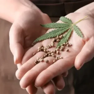 La Cañamera La Cañamera - Tienda Grow Shop - Semillas