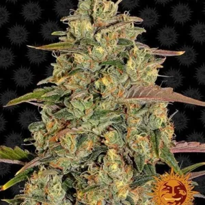 Amnesia Lemon