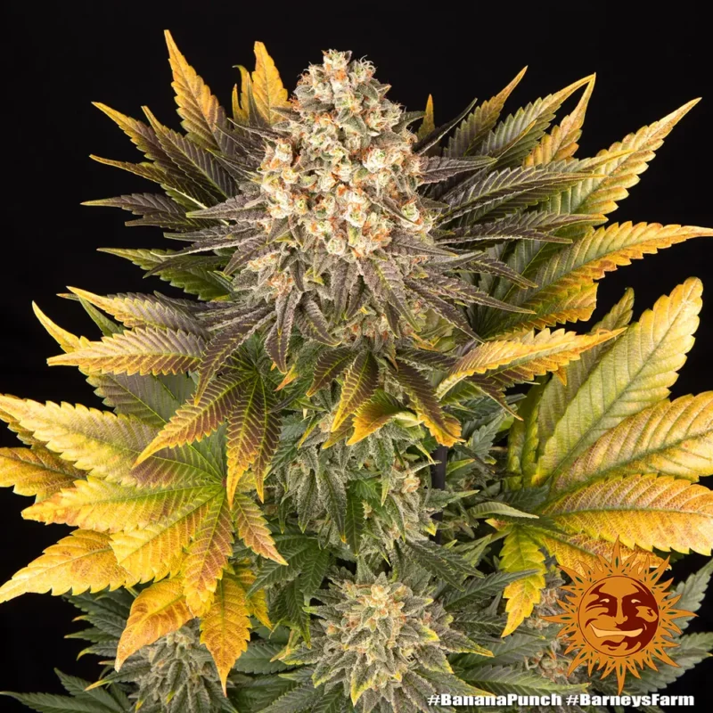 banana punch - Imagen 10