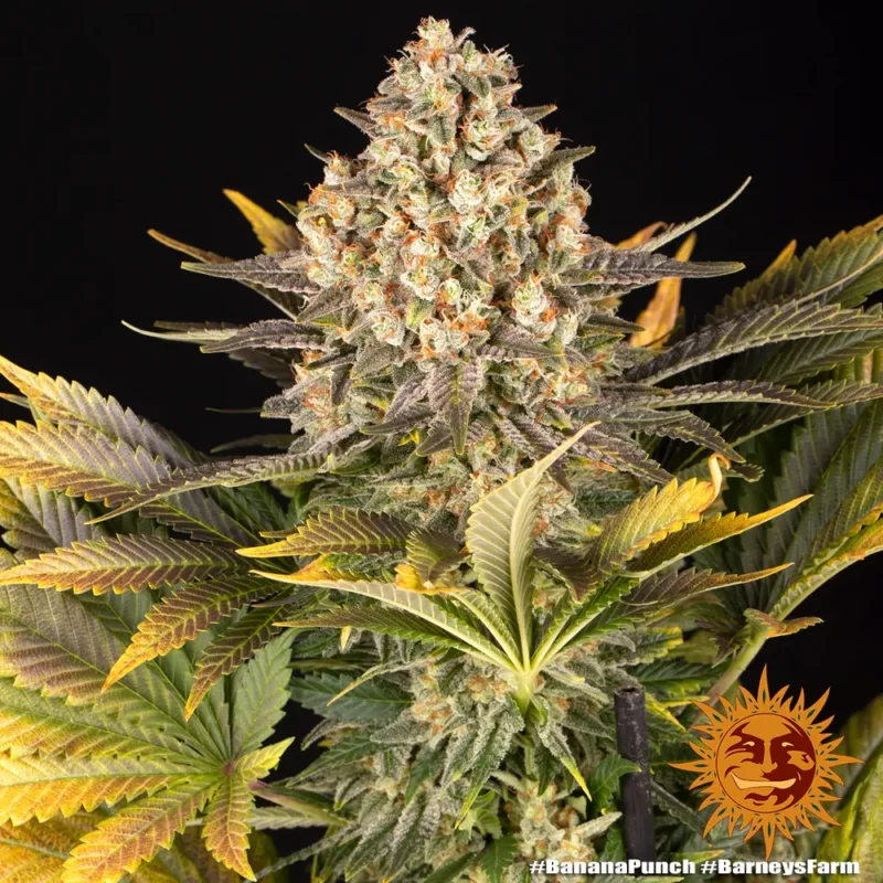 banana punch - Imagen 11