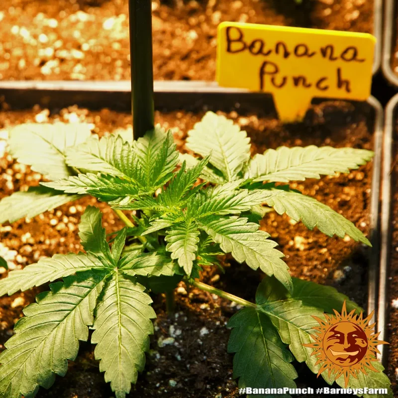 banana punch - Imagen 2