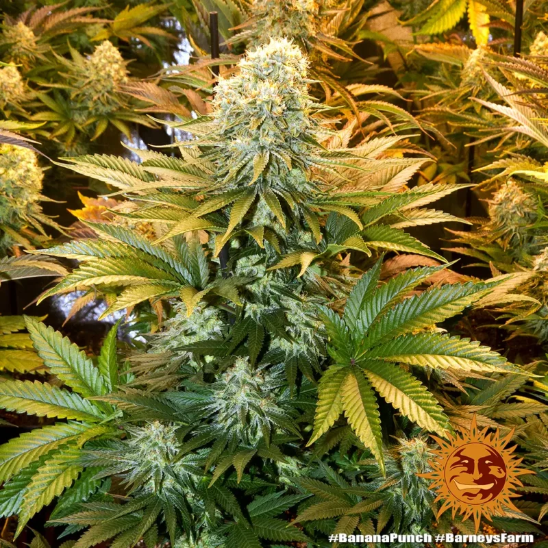 banana punch - Imagen 3