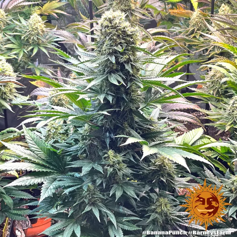 banana punch - Imagen 4