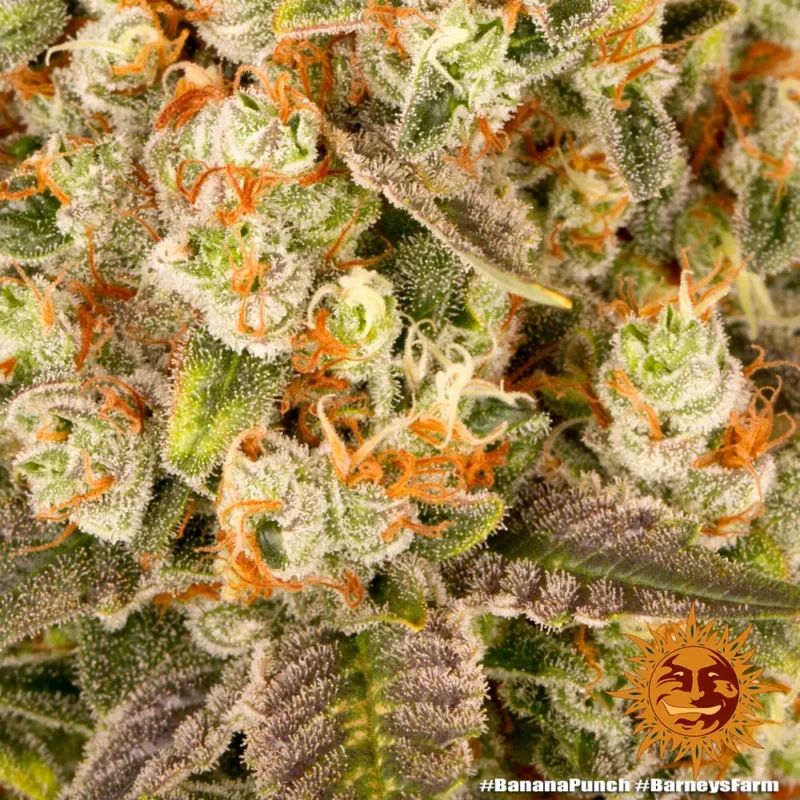 banana punch - Imagen 5