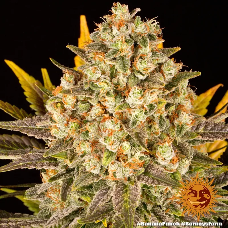 banana punch - Imagen 6