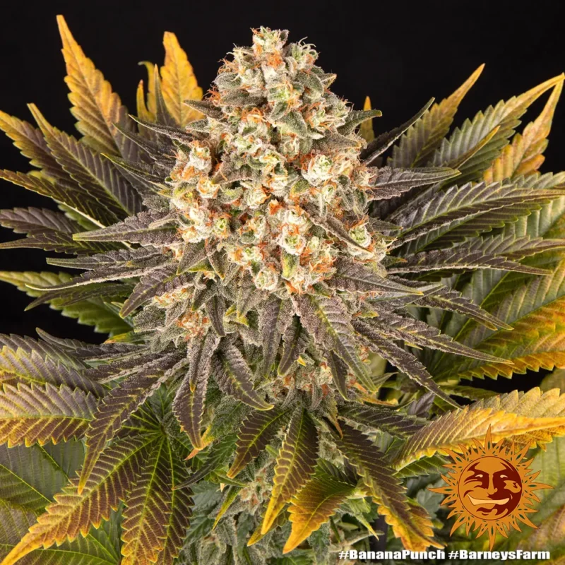 banana punch - Imagen 9