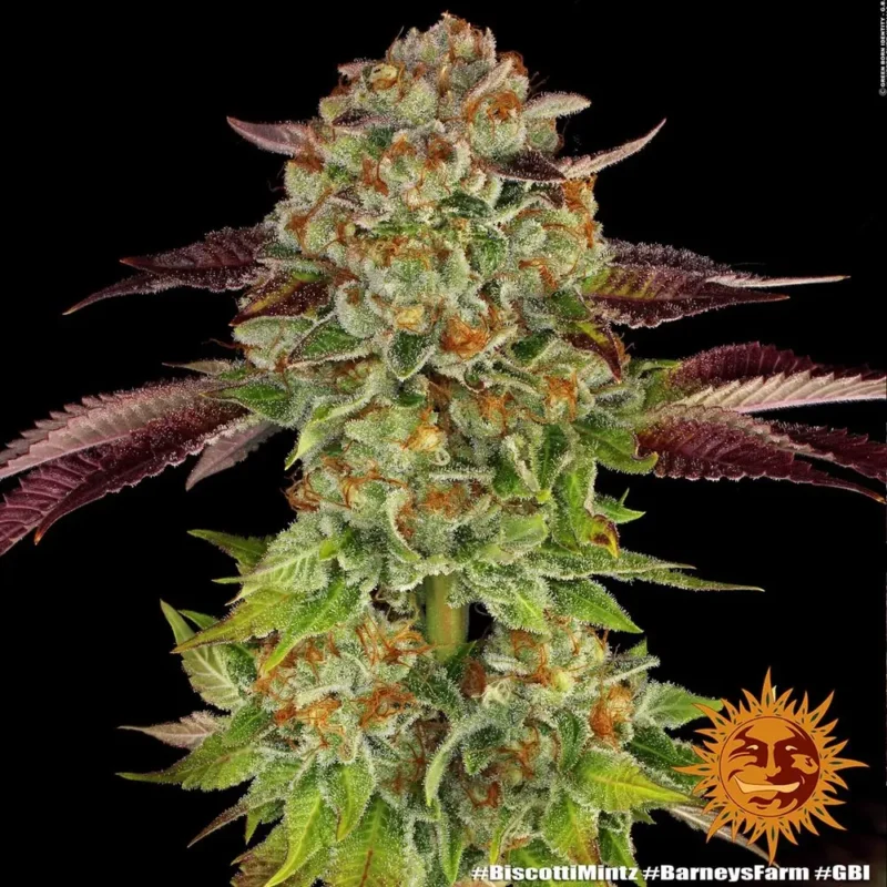 biscotti mintz - Imagen 10