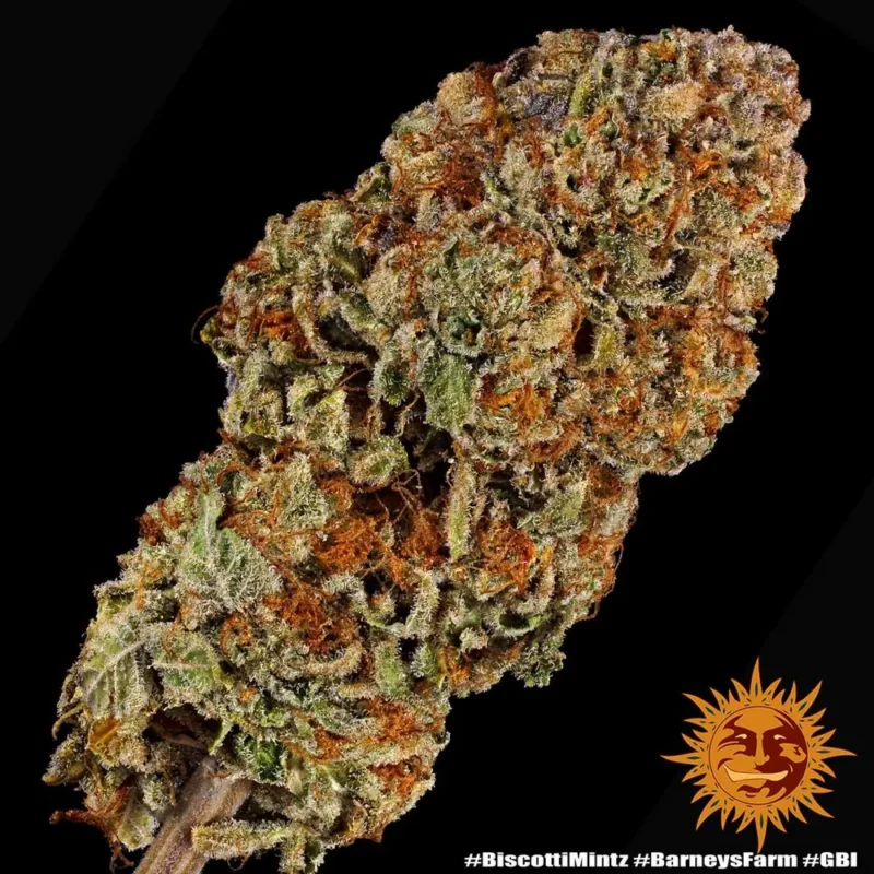 biscotti mintz - Imagen 11