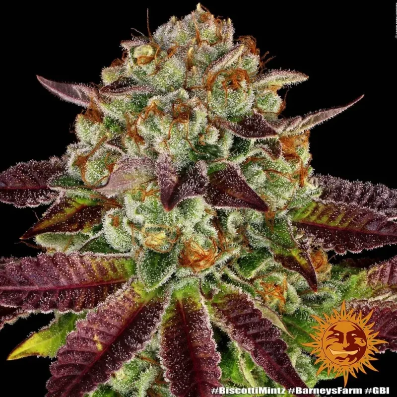 biscotti mintz - Imagen 6