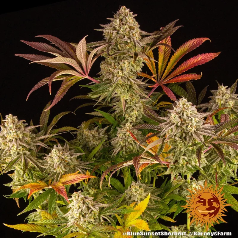 blue sunset sherbert - Imagen 10