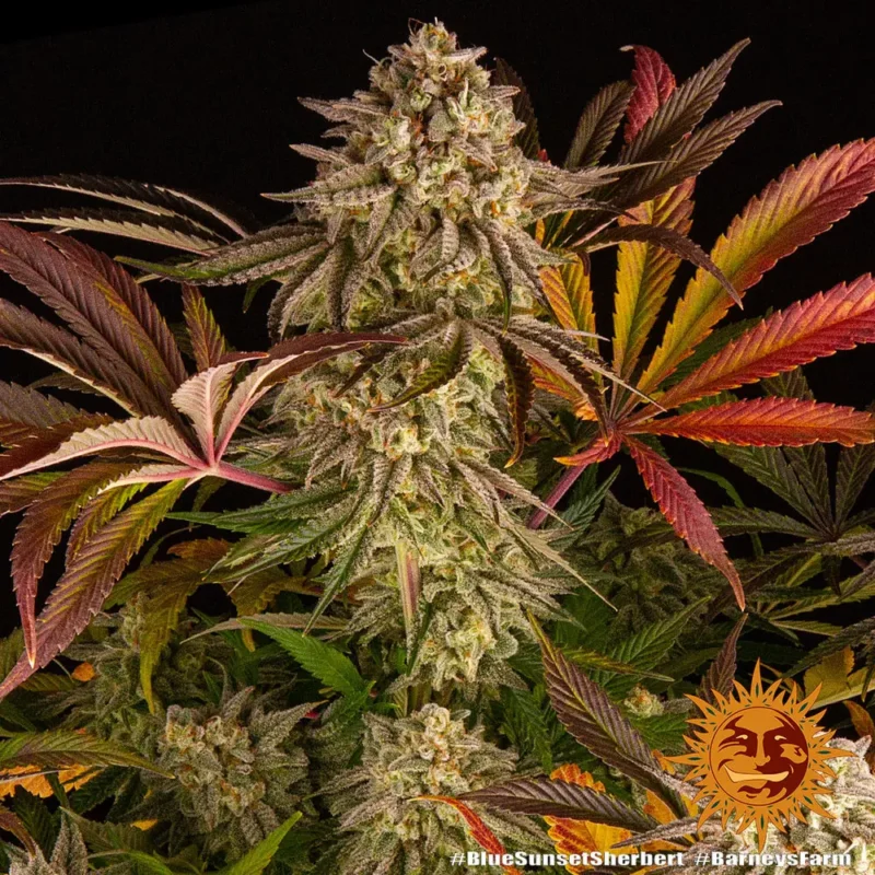 blue sunset sherbert - Imagen 11