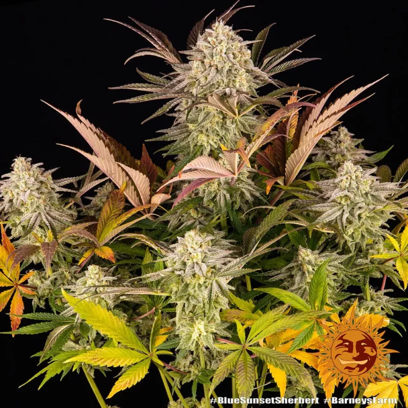 blue sunset sherbert - Imagen 2