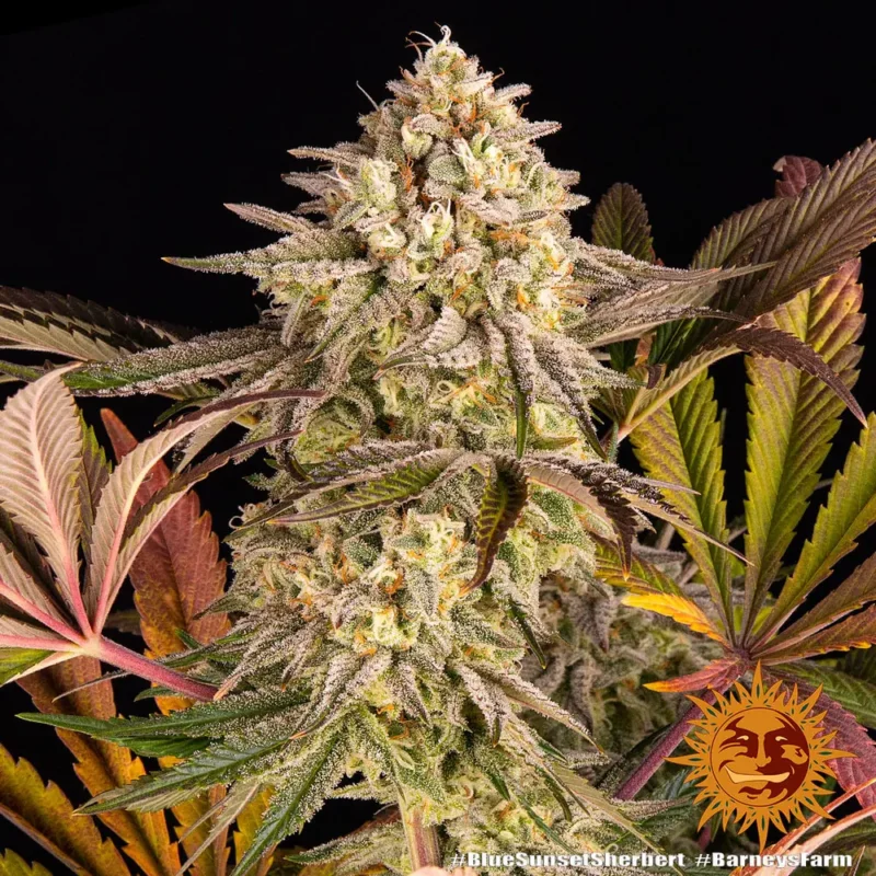 blue sunset sherbert - Imagen 3
