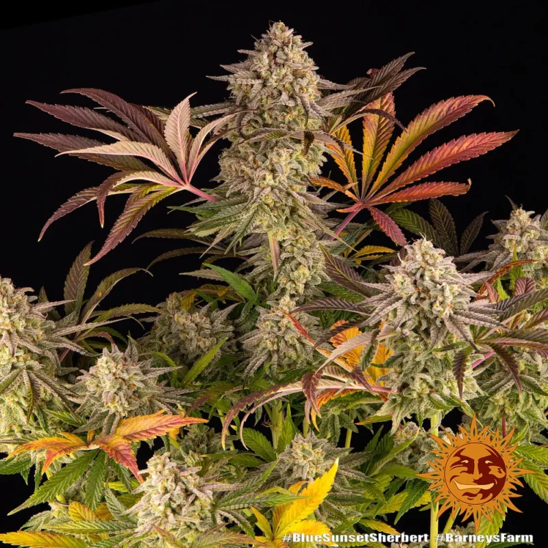 blue sunset sherbert - Imagen 4