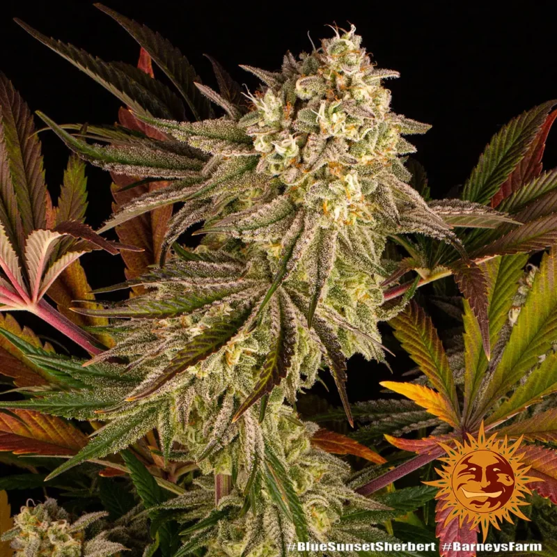blue sunset sherbert - Imagen 5