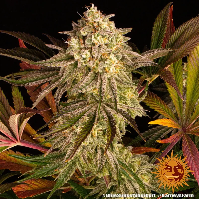 blue sunset sherbert - Imagen 6