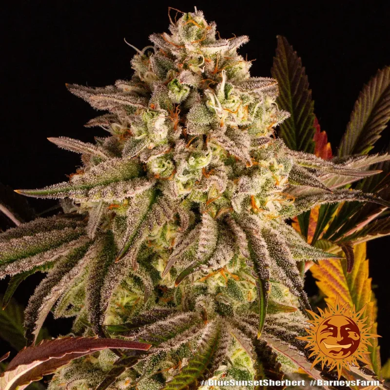 blue sunset sherbert - Imagen 7