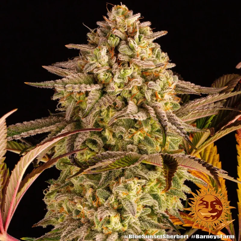 blue sunset sherbert - Imagen 8