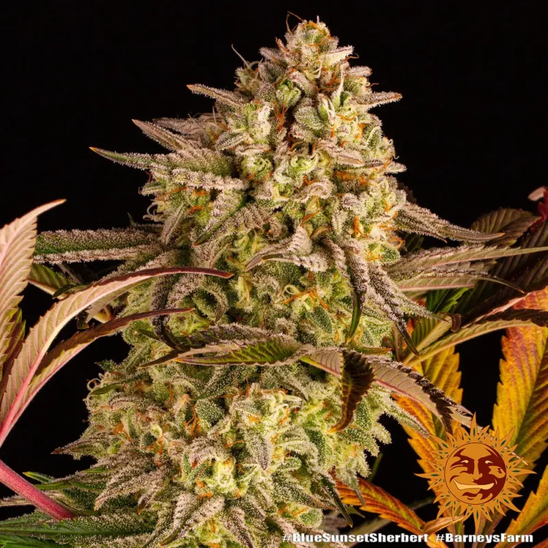 blue sunset sherbert - Imagen 9