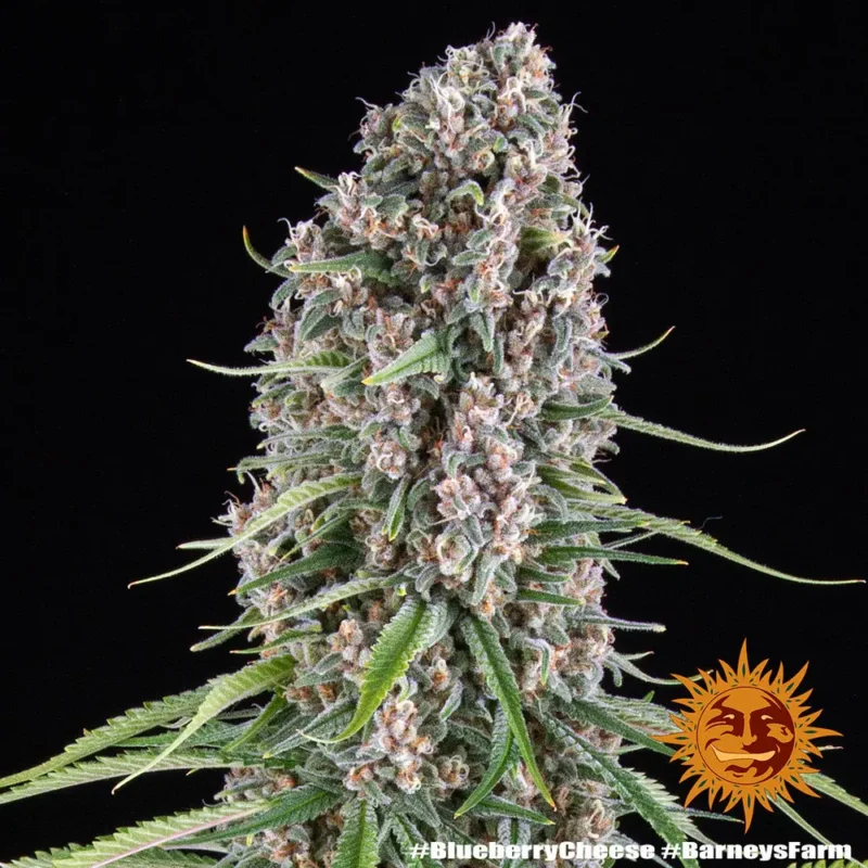 blueberry cheese - Imagen 11