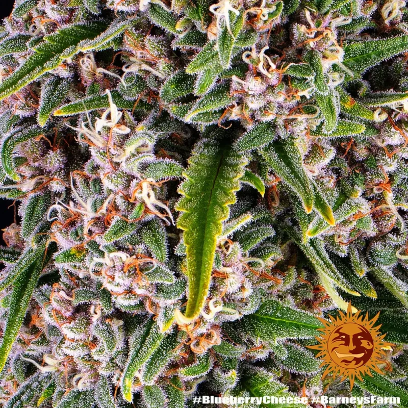 blueberry cheese - Imagen 2