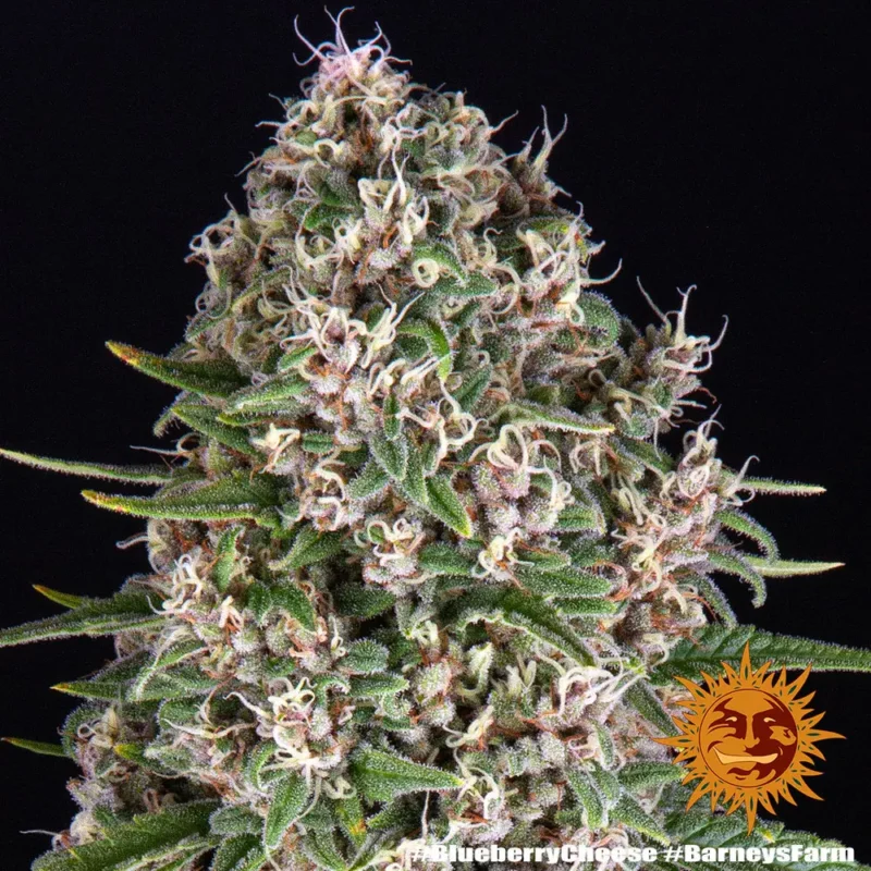 blueberry cheese - Imagen 4