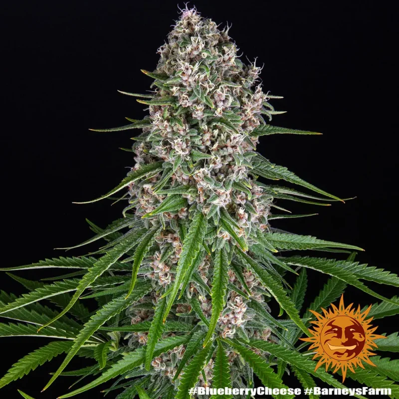 blueberry cheese - Imagen 5