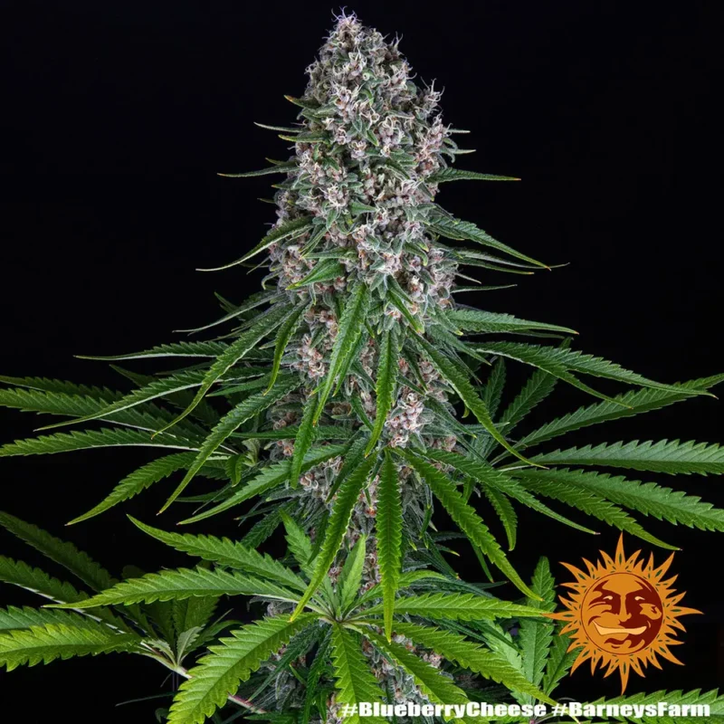 blueberry cheese - Imagen 6