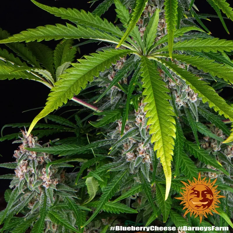 blueberry cheese - Imagen 7