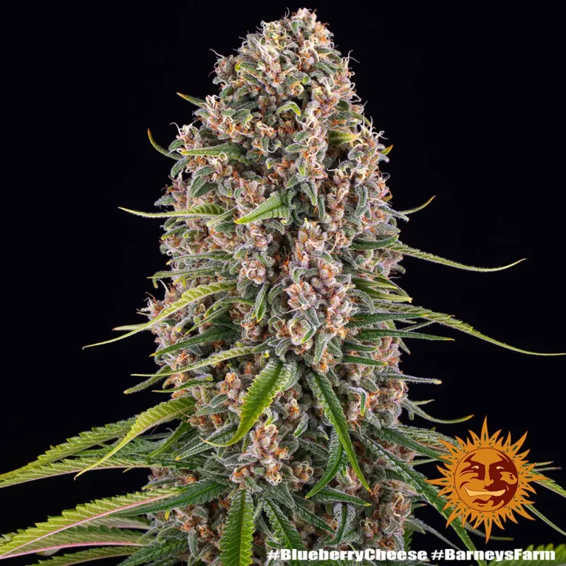 blueberry cheese - Imagen 8