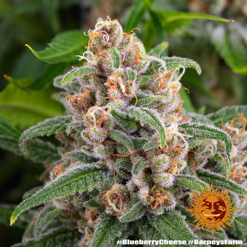 blueberry cheese - Imagen 9