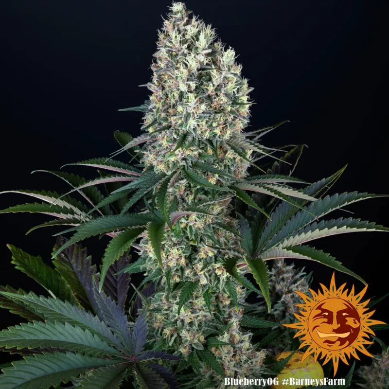 blueberry og - Imagen 3