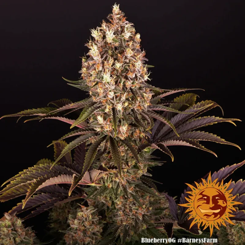 blueberry og - Imagen 5