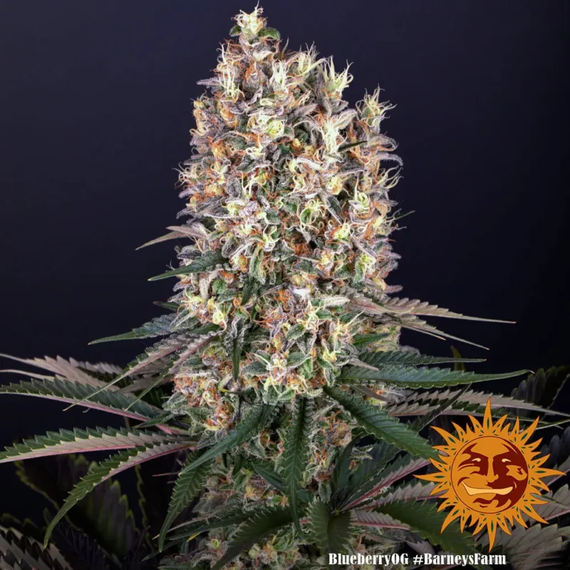 blueberry og - Imagen 6