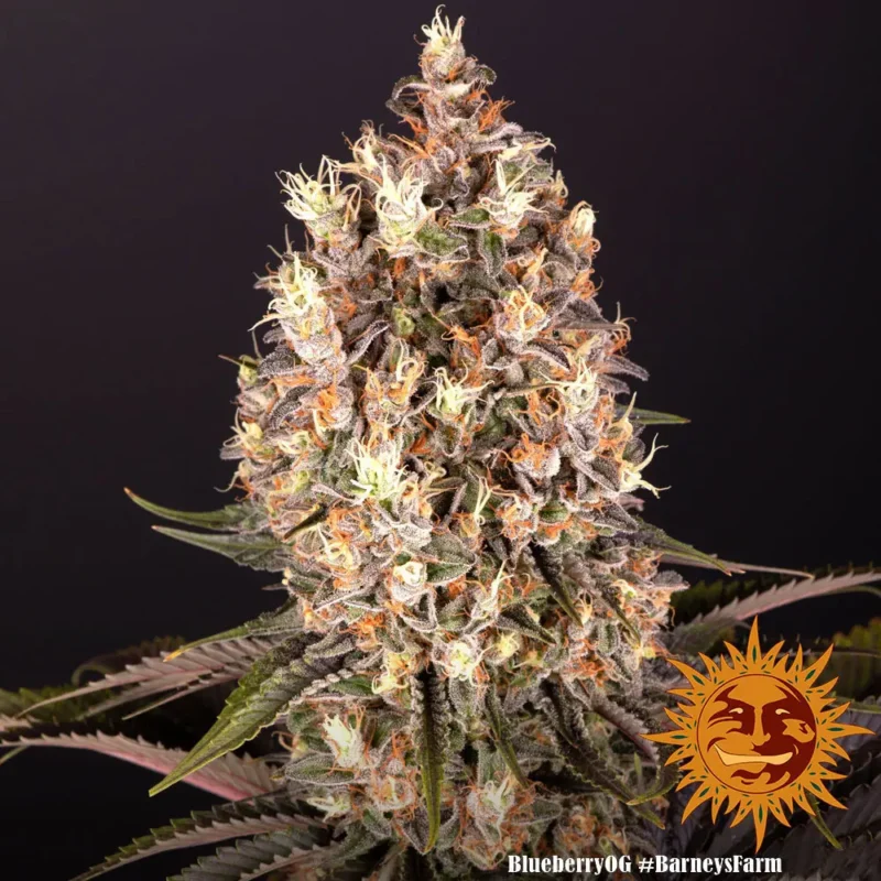 blueberry og - Imagen 8