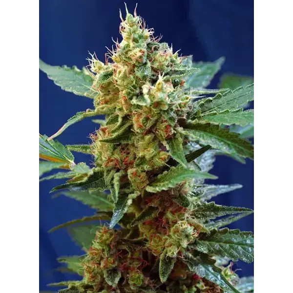 Cream Mandarine Xl Auto - Imagen 2