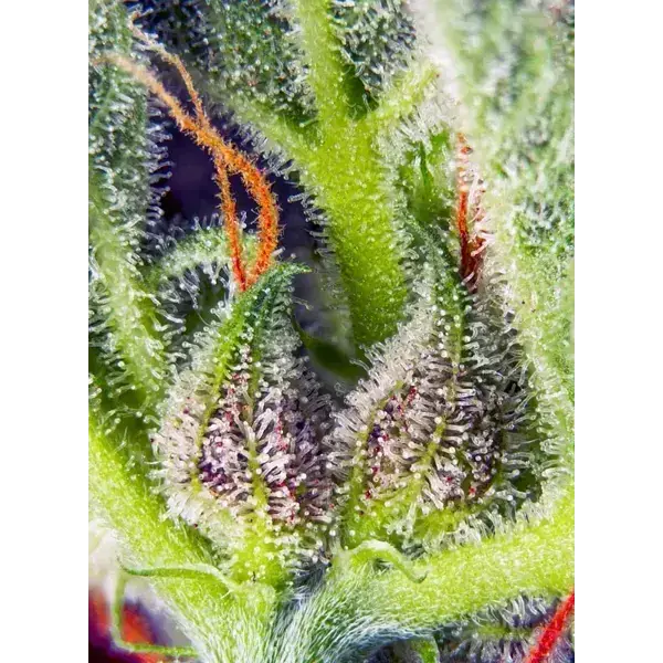 Cream Mandarine Xl Auto - Imagen 3