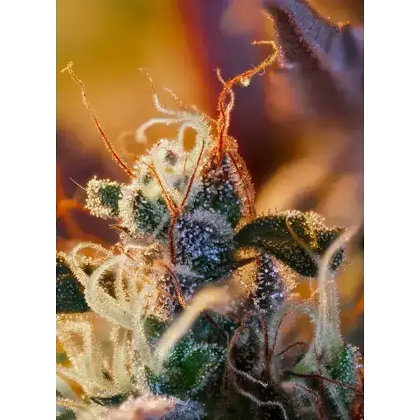 Cream Mandarine Xl Auto - Imagen 4