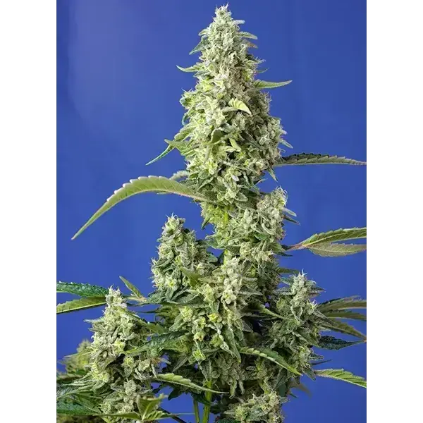 Gorila Girl Xl Auto - Imagen 2