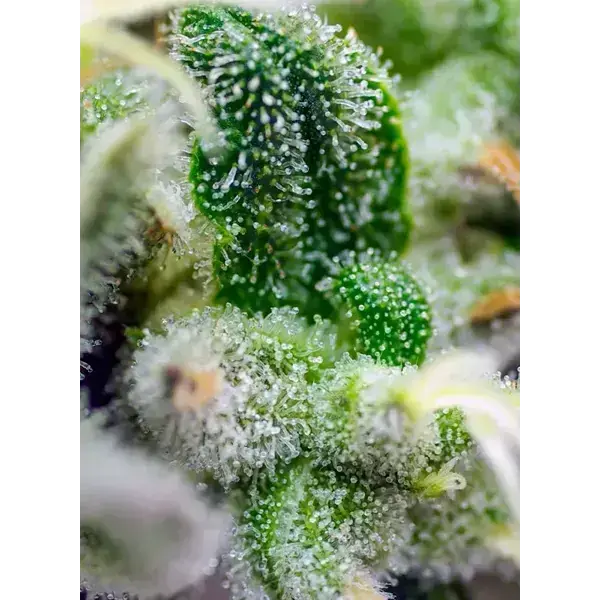 Gorila Girl Xl Auto - Imagen 3