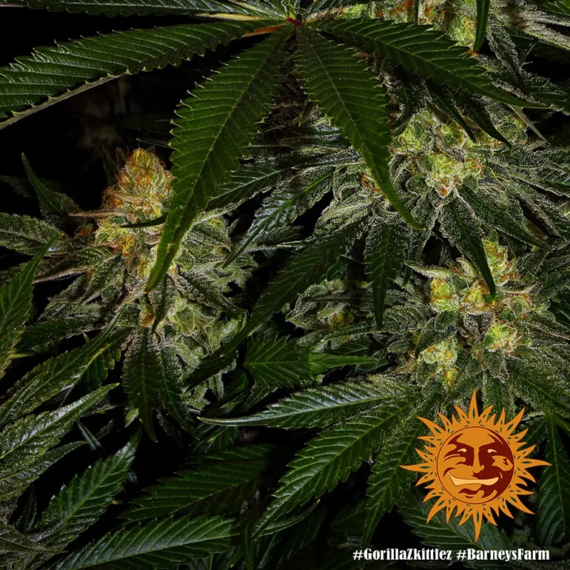 gorilla zkittlez - Imagen 11