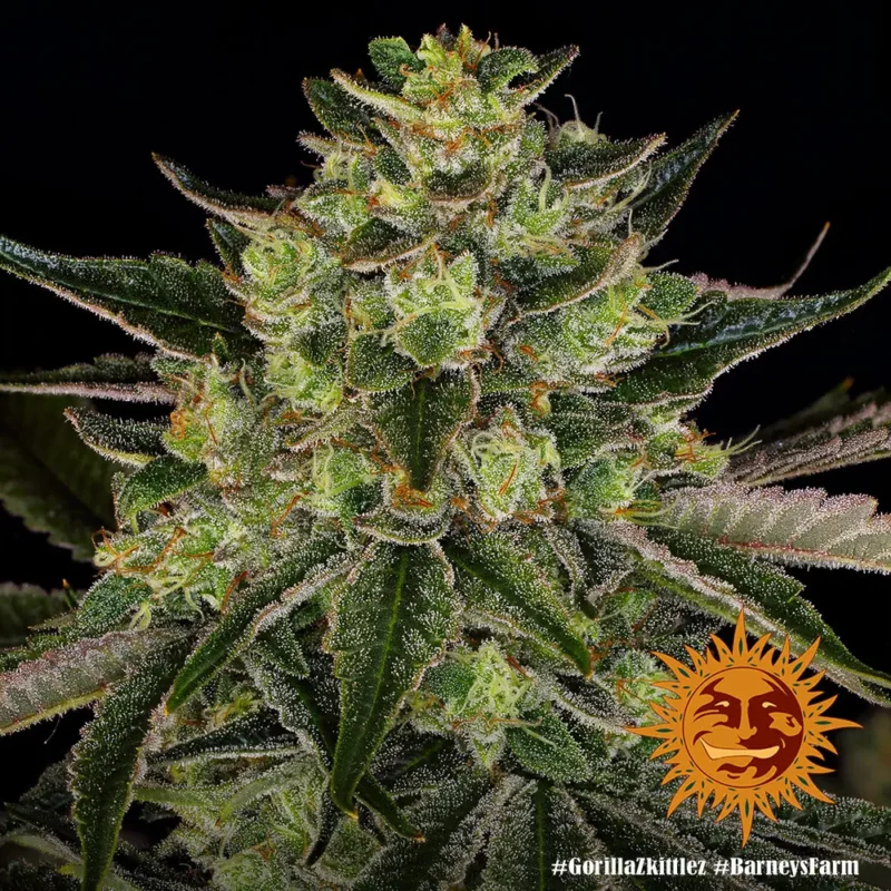 gorilla zkittlez - Imagen 2