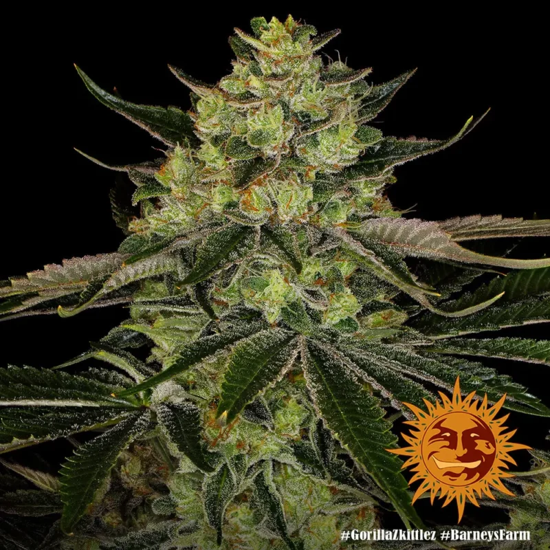 gorilla zkittlez - Imagen 4