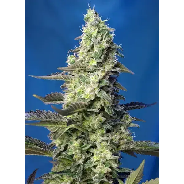 Green Poison Xl Auto - Imagen 2