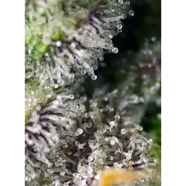 Green Poison Xl Auto - Imagen 3